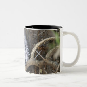 African Scops-Owl, Kruger National Park, South Two-Tone Coffee Mug