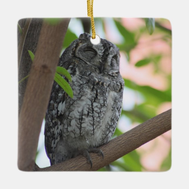 African Scops owl sleeping in a tree Ceramic Ornament (Front)