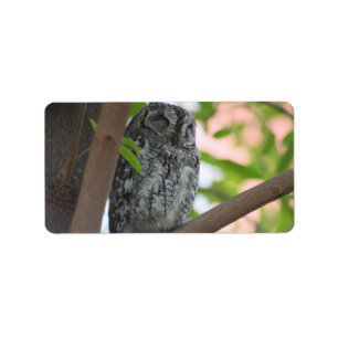 African Scops owl sleeping in a tree Label