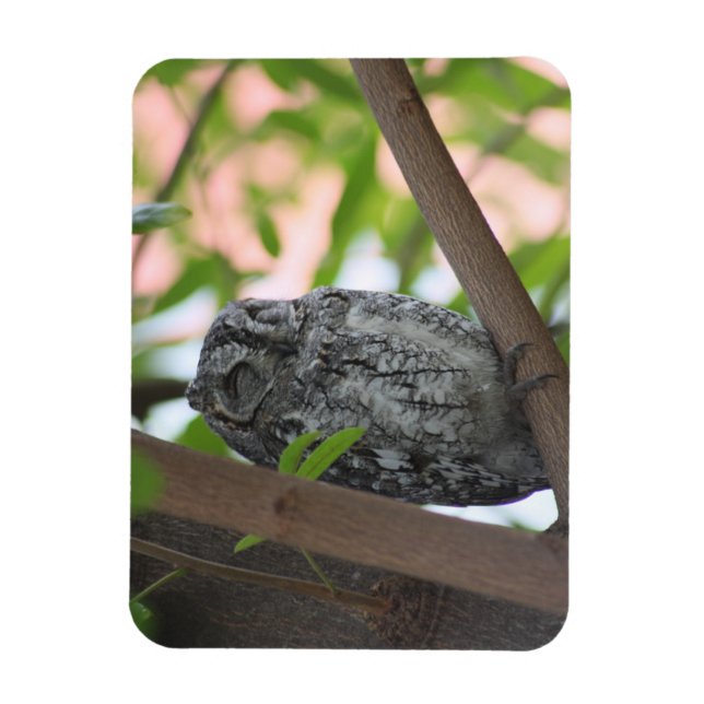 African Scops owl sleeping in a tree Magnet (Vertical)
