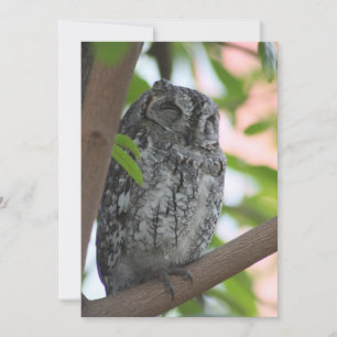 African Scops owl sleeping in a tree Thank You Card