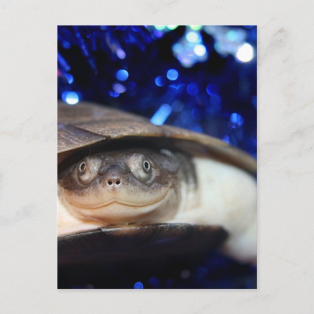 African Sideneck Turtle Looking at camera Postcard (Front)