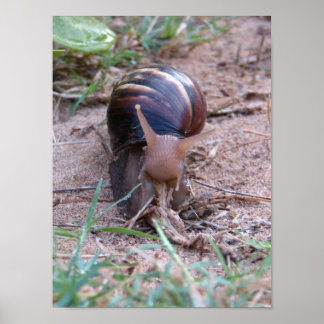 African Snail Poster