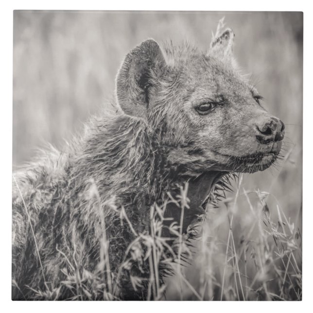 African Spotted Hyena Tile (Front)