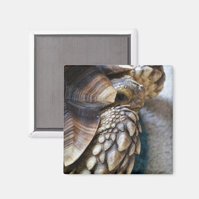 African Spurred, Sulcata Tortoise Leg, Shell, Face Magnet (Front/Back)
