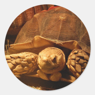 African Spurred Tortoise Classic Round Sticker