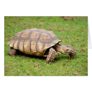 African spurred tortoise on grass