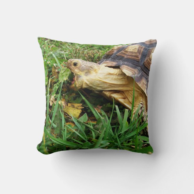 African Spurred Tortoise, Sulcata, Eating Grass Cushion (Front)