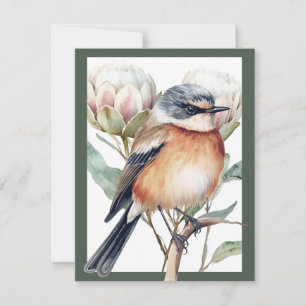 African Stonechat Bird