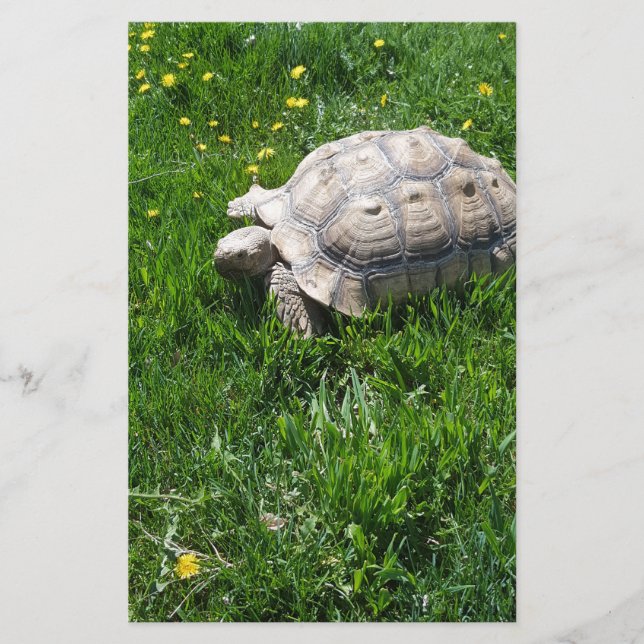 African sulcata tortoise stationery (Front)