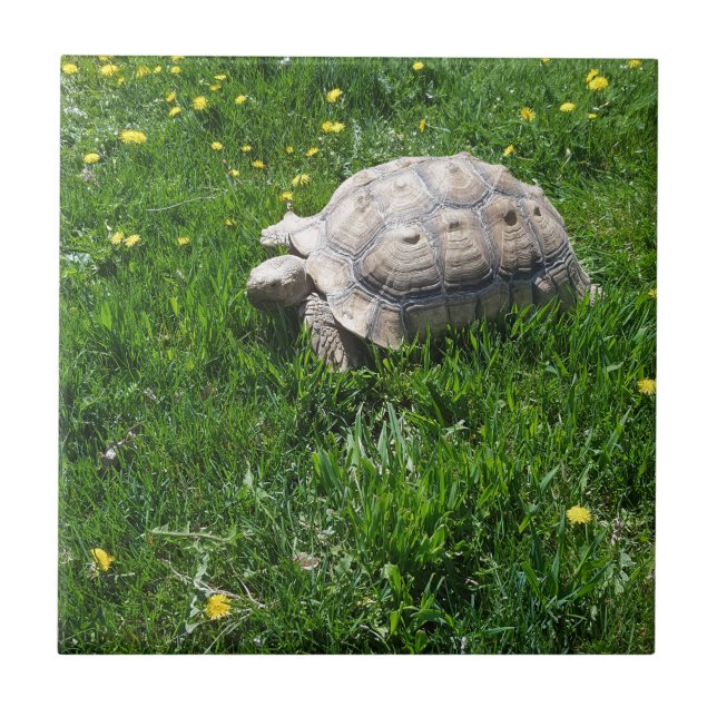 African sulcata tortoise tile (Front)