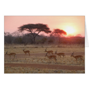 African Sunset Card