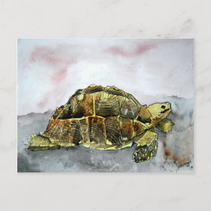 african tortoise post card cards postcards turtle