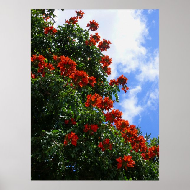 African Tulip Tree Poster (Front)
