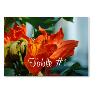 African Tulip Tree Table Number