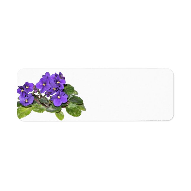 African violet (Front)