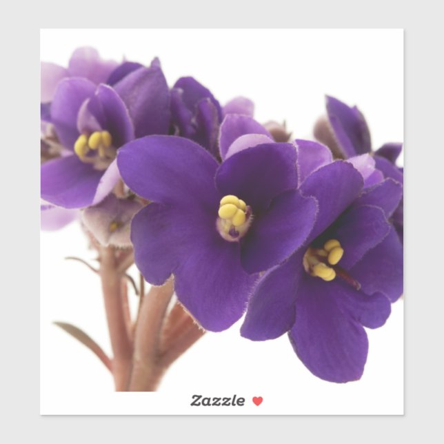 African violet (Sheet)
