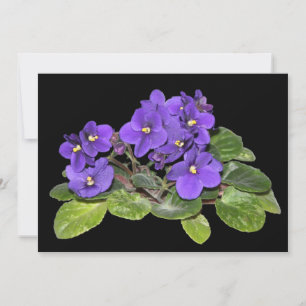 African violet
