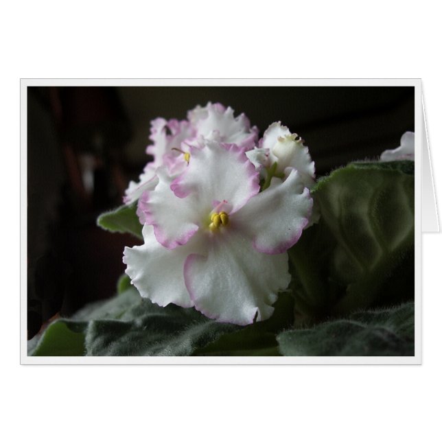African Violet All-Occasion Greeting Card (Front Horizontal)
