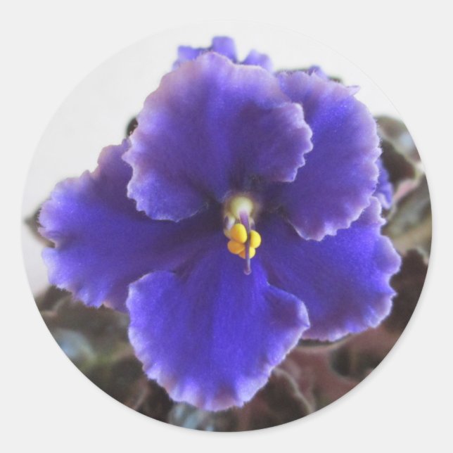 African Violet Blooming Classic Round Sticker (Front)