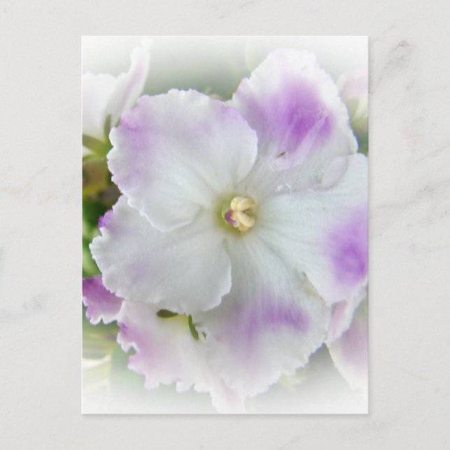 African Violet Blossom Postcard (Front)