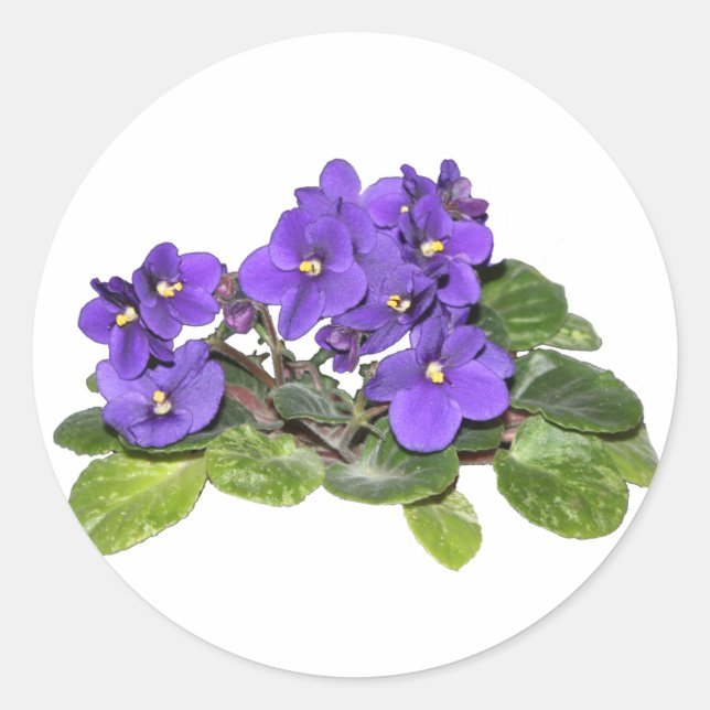 African violet classic round sticker (Front)