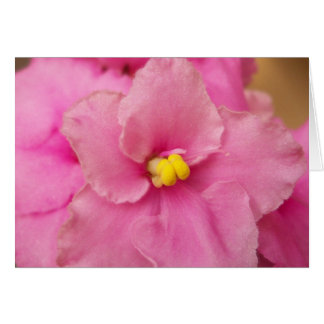 African violet flower