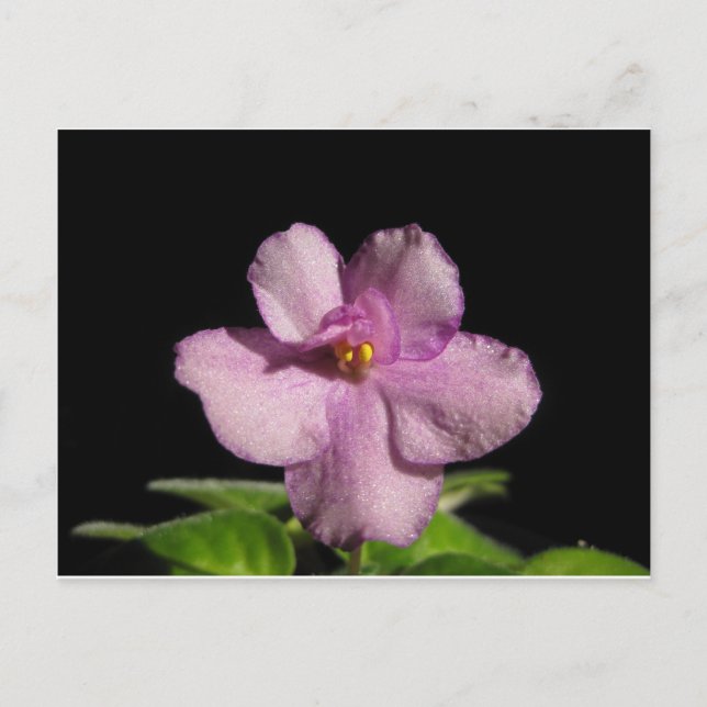 African Violet Flower Postcard (Front)