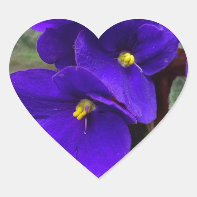 African Violet Heart Sticker (Front)