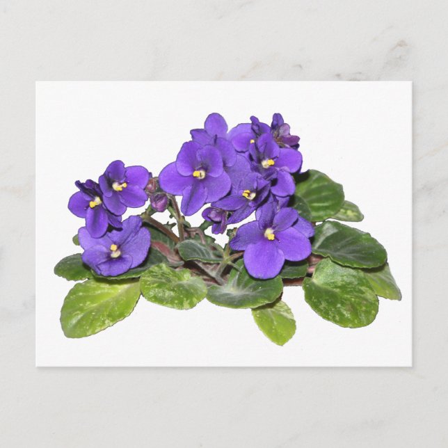 African violet postcard (Front)