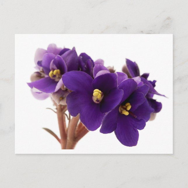 African violet postcard (Front)