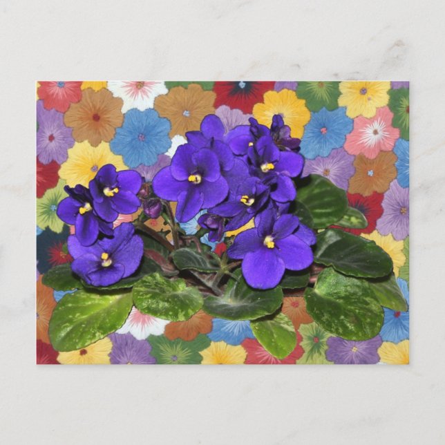 African violet postcard (Front)