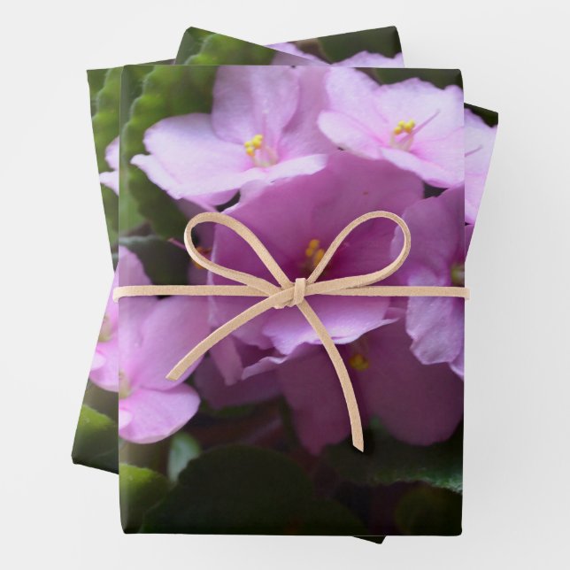 African Violet Saintpaulia - Pink flowers  Wrapping Paper Sheet (In situ)