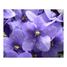 African Violets Macro Floral Print
