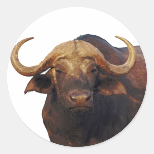 African Water Buffalo Classic Round Sticker (Front)