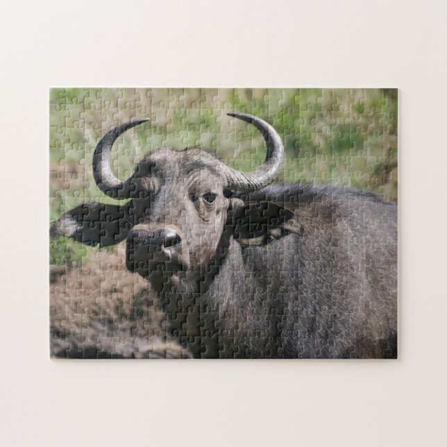 African Water Buffalo Jigsaw Puzzle (Horizontal)