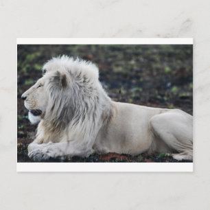 African White Lion Profile photo Postcard