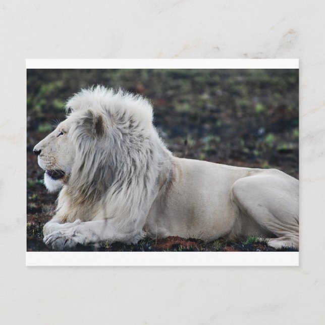 African White Lion Profile photo Postcard (Front)
