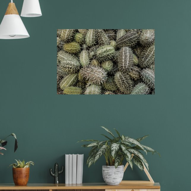 African wild cucumber tropical plant poster (Living Room 1)