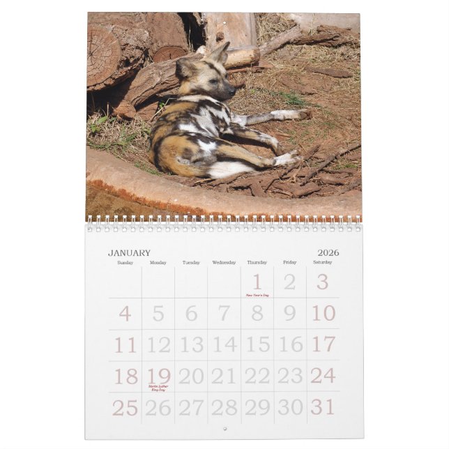 african-wild-dog-012, African Wild Dog Calendar (Jan 2026)