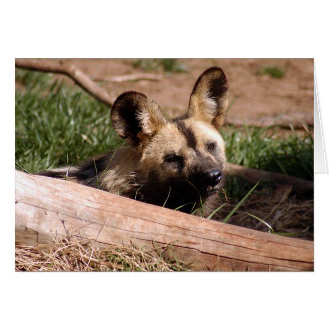 African Wild Dog 012 Card (Front Horizontal)