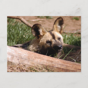 african-wild-dog-012 postcard
