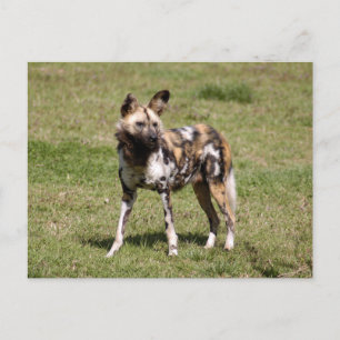 african-wild-dog-015 postcard