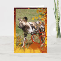african-wild-dog-016