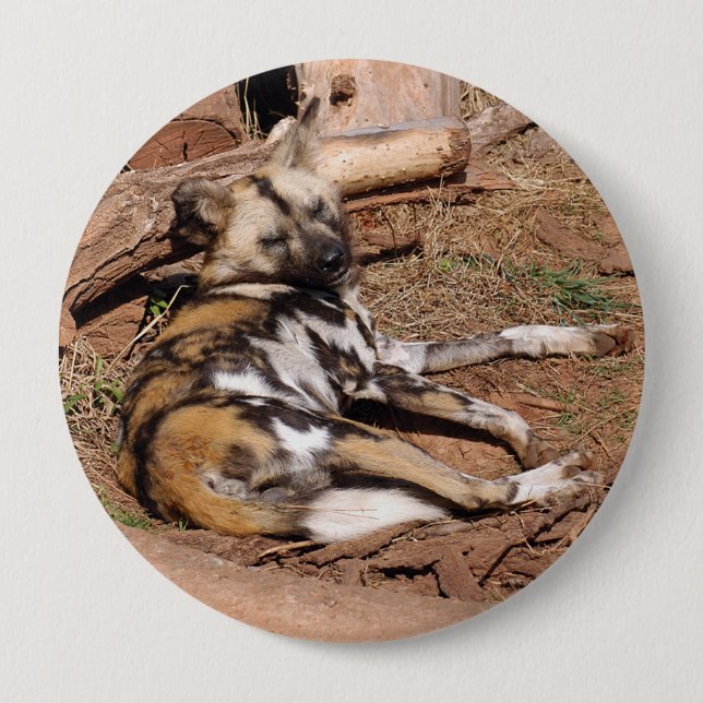 african-wild-dog-018 10 cm round badge (Front)