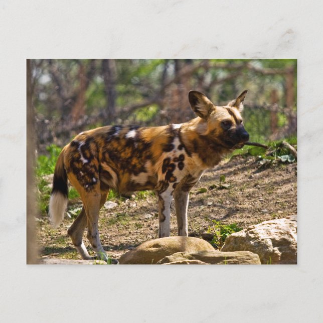 African Wild Dog  1932 Postcard (Front)