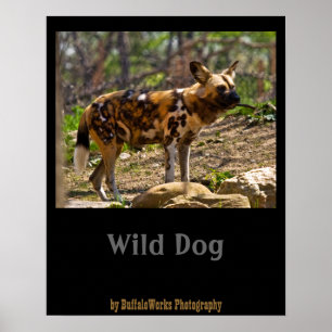 African Wild Dog 1932 Poster