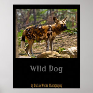 African Wild Dog  1932 Poster