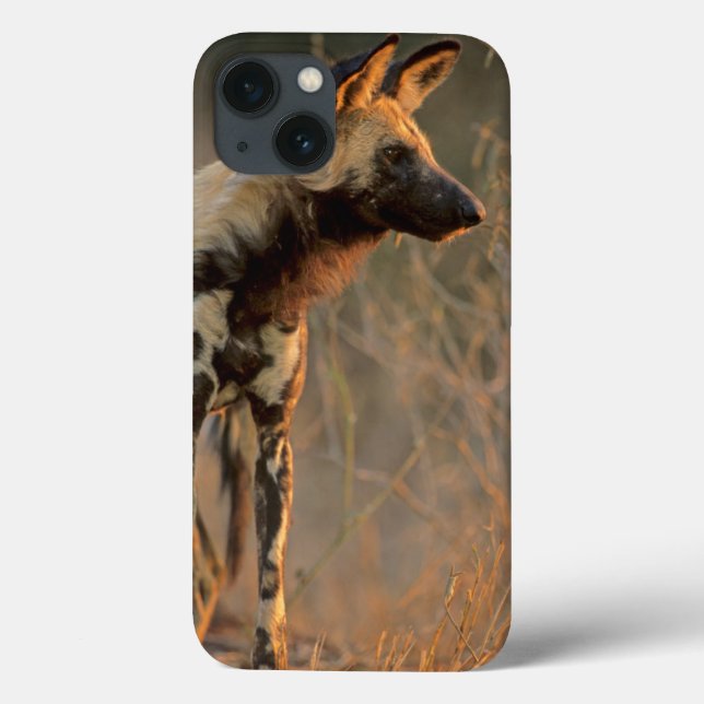 African Wild Dog (Lycaon Pictus), Kruger Case-Mate iPhone Case (Back)
