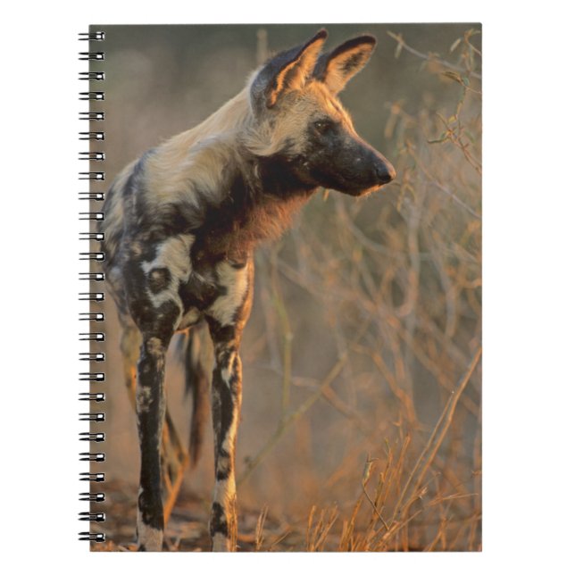 African Wild Dog (Lycaon Pictus), Kruger Notebook (Front)